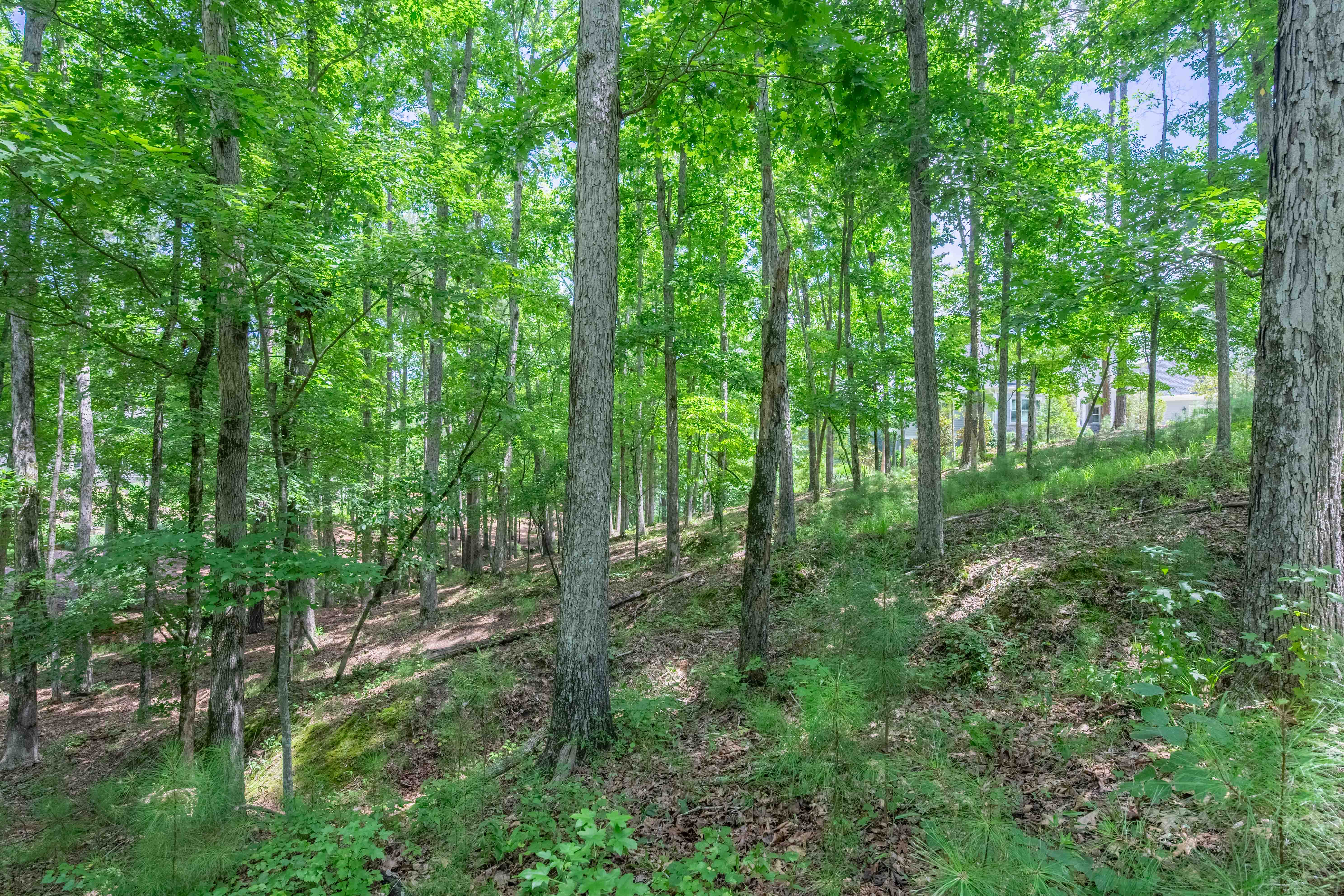 1090 Lumbering Creek image 8